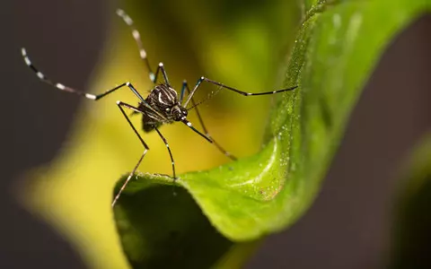 Brazil: World's largest mosquito farm is being built