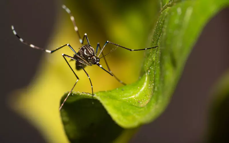 Brazylia: Powstaje największa na świecie hodowla komarów