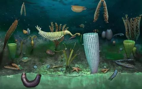 'Very rare' fossils found in Wales with crowdfunded help