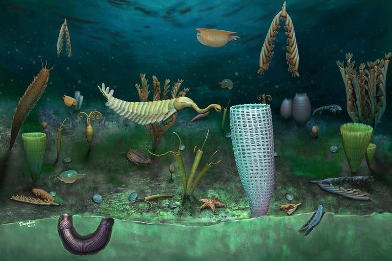 'Very rare' fossils found in Wales with crowdfunded help