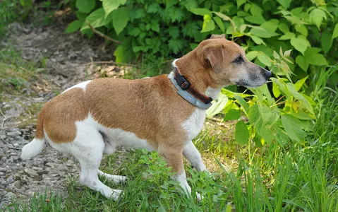 Warning for pet owners as lungworm cases in dogs rising across the UK