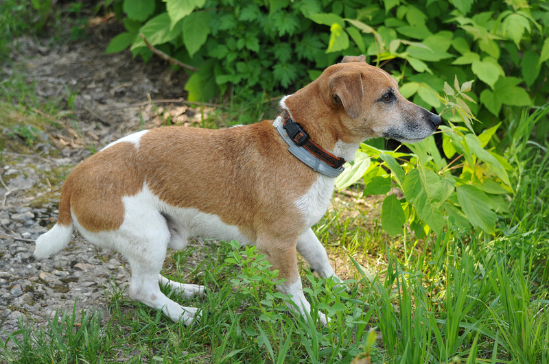 Warning for pet owners as lungworm cases in dogs rising across the UK