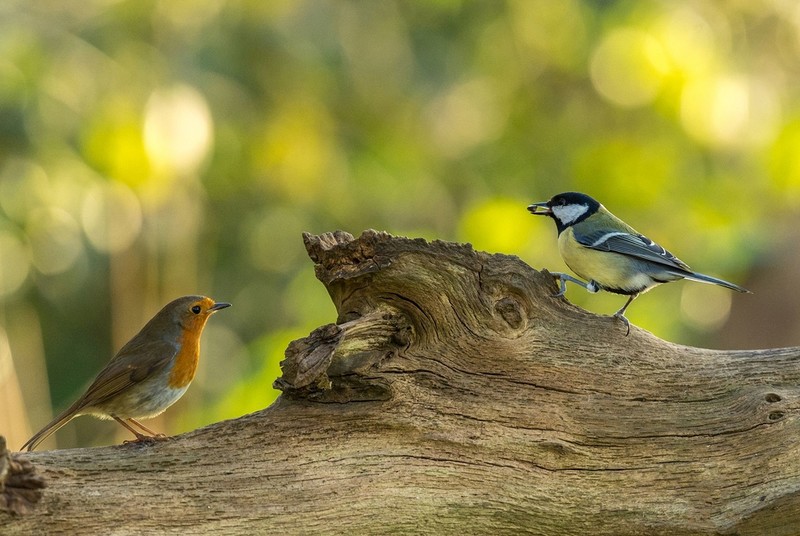 Bird numbers are declining dramatically. The main cause of plant protection products