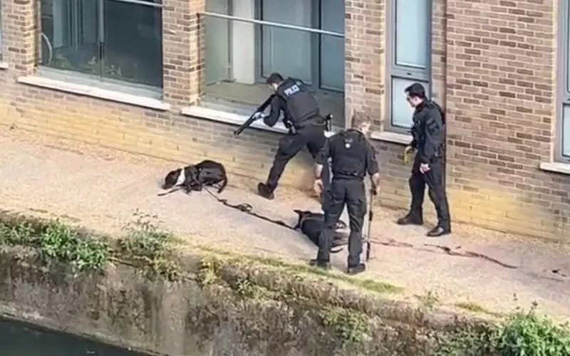 Ponad milion osób podpisało petycję, aby ukarać policjantów, którzy postrzelili psy