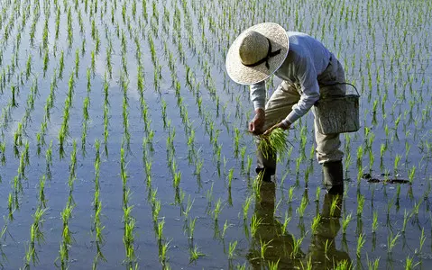 Scientists test whether rice can be grown on a large scale in the Netherlands