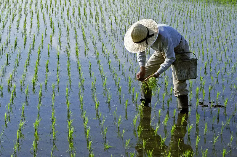 Naukowcy sprawdzają, czy w Holandii da się na dużą skalę uprawiać ryż