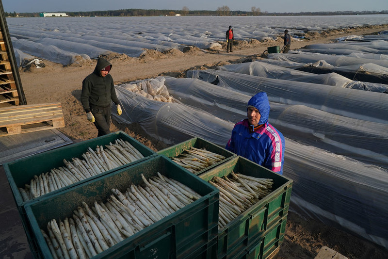 Raport Oxfam o warunkach pracy sezonowej w niemieckim rolnictwie. "To nie jest Europa”
