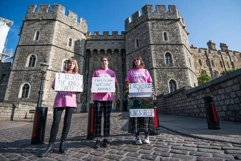 Anglia: Obrończynie praw zwierząt wykradły trzy jagnięta z królewskiej posiadłości