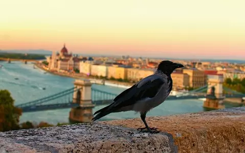 Crows attack the citizens of Budapest