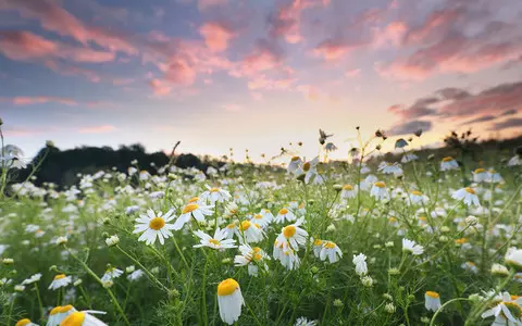 Netherlands: The daisy has been declared the national flower of the Netherlands