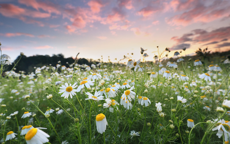 Netherlands: The daisy has been declared the national flower of the Netherlands