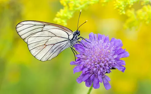 London: A species of butterfly thought to be extinct has appeared in the city