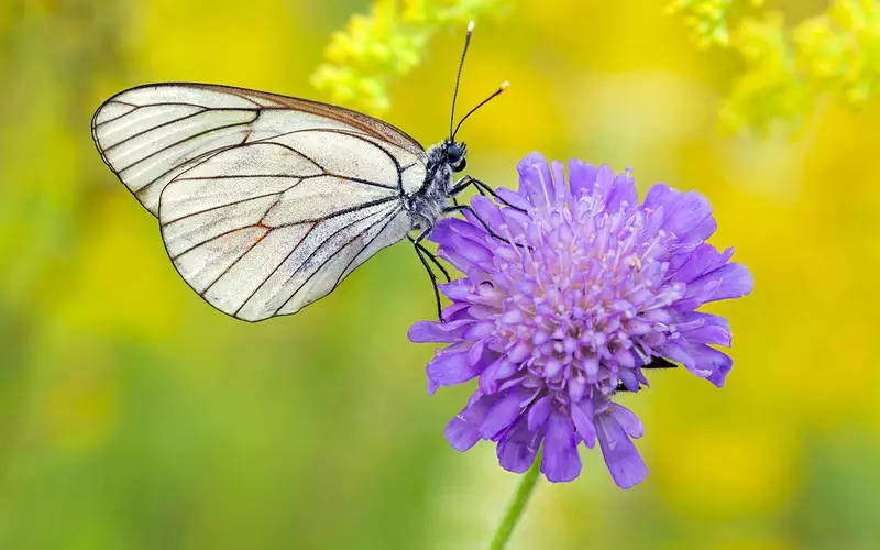 Londyn: W mieście pojawił się gatunek motyli, który uważano za wymarły
