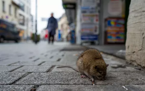 Paris authorities convince residents to 'live together' with rats