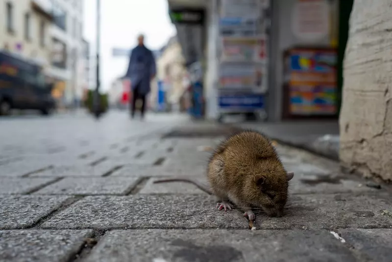 Władze Paryża przekonują mieszkańców do "wspólnego życia" ze szczurami