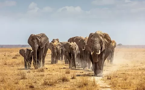 African large animals have been disappearing for millions of years