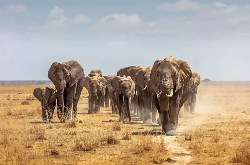 Od milionów lat postępuje zanik afrykańskich dużych zwierząt