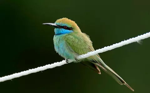 Bee-eaters make historic return to breeding site in Norfolk