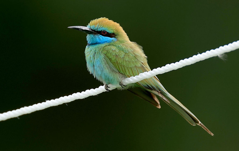 Bee-eaters make historic return to breeding site in Norfolk