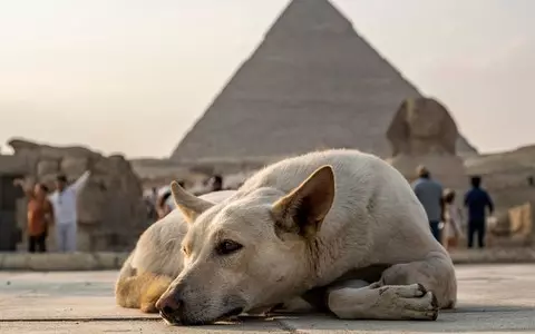 Controversial legislation on dog owners has come into force in Egypt