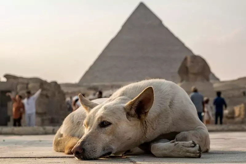 W Egipcie weszły w życie kontrowersyjne przepisy dotyczące właścicieli psów