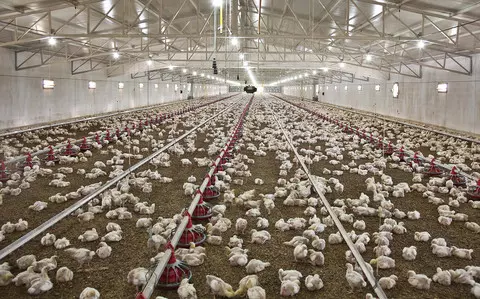 Polish meat giant supplied superbug-infected chicken to UK shelves