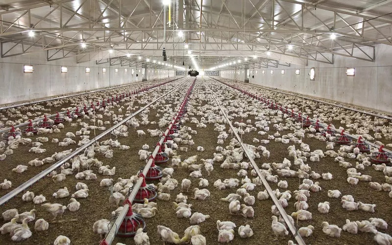 Polish meat giant supplied superbug-infected chicken to UK shelves