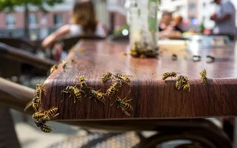 Belgians complain about wasps. The government is launching a special alert website