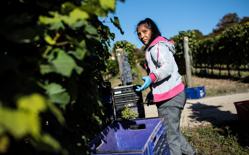 UK fruit picking farms like prison, migrant worker tells peers