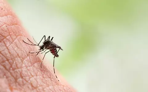 ECDC report: Tropical diseases are a growing threat in Europe