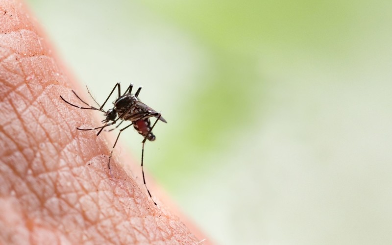 ECDC report: Tropical diseases are a growing threat in Europe