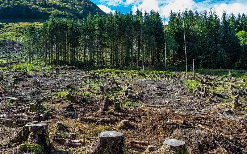 Global Forest Watch alarmuje: Coraz mniej lasów na naszej planecie 