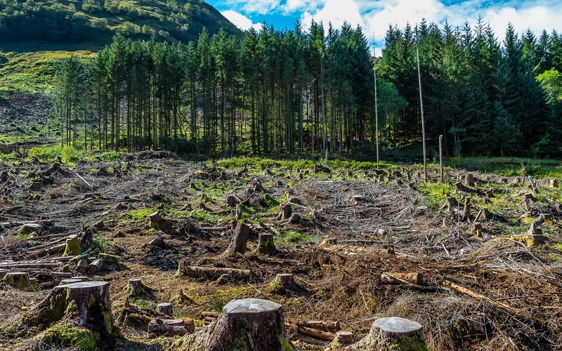 Global Forest Watch alerts: There is less and less forest on our planet