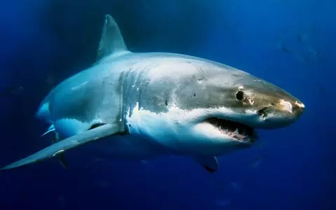 Are there great white sharks in the UK? Experts say there soon could be