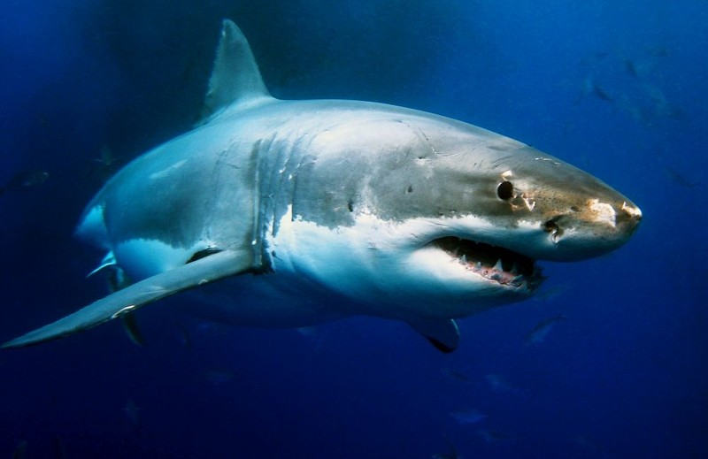 Are there great white sharks in the UK? Experts say there soon could be