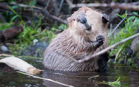 Beavers to make Nene Wetlands return after 400 years