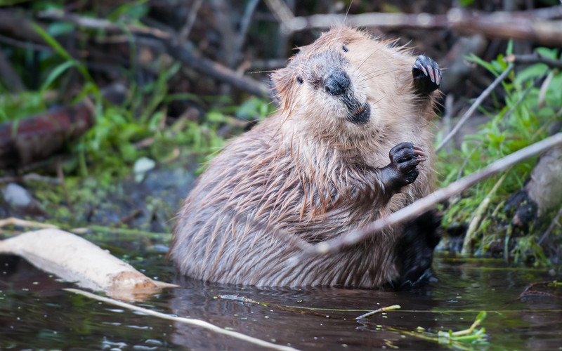 Anglia: Na mokradła Nene Wetlands po 400 latach powrócą bobry