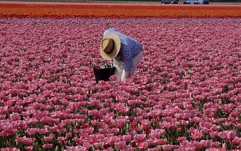 Holenderskie agencje pracy tymczasowej łamią prawo. Wśród poszkodowanych są też Polacy