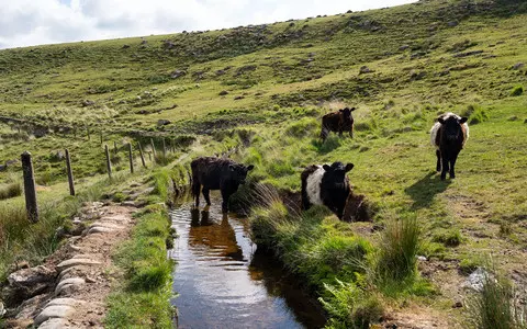 Race to rewild Britain is putting food security at risk, farmers say