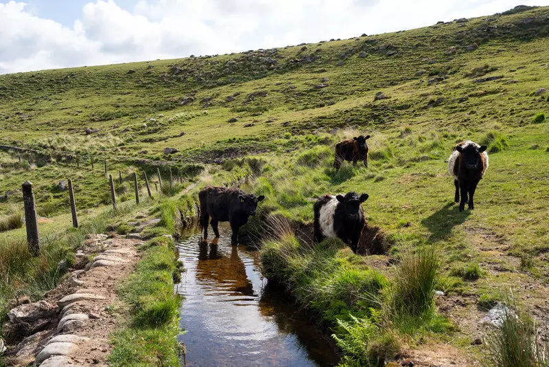 Rolnicy w UK: Przywracenie przyrody do "dzikiego stanu" zagraża bezpieczeństwu żywnościowemu