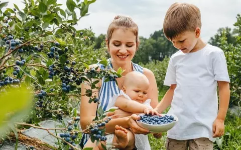 Poles eat highest amount of blueberries in the world