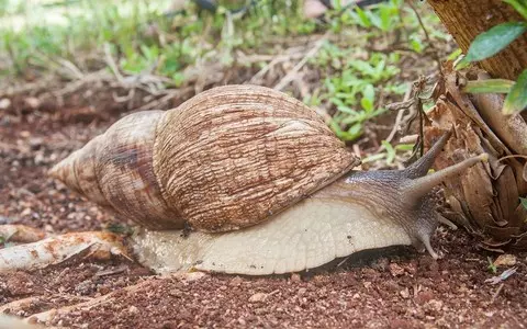 Huge invasive African snails the size of a rabbit are a threat to Tenerife