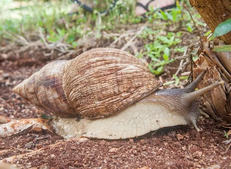 Ogromne inwazyjne ślimaki afrykańskie wielkości królika zagrożeniem na Teneryfie