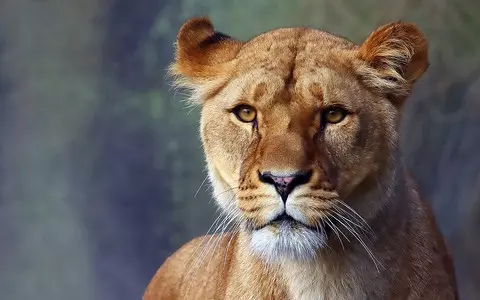 Berlin: "Dangerous wild animal" near Berlin. It's probably a lioness