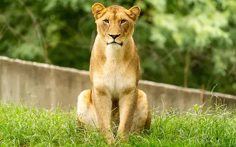 Germany: Alleged lioness wanted in and around Berlin is likely a wild boar