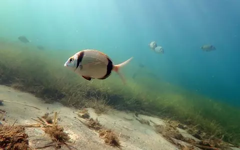 Aggressive fish attack tourists bathing off the shores of Mallorca and Menorca