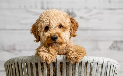 Goldendoodles the UK’s most popular dog, figures suggest