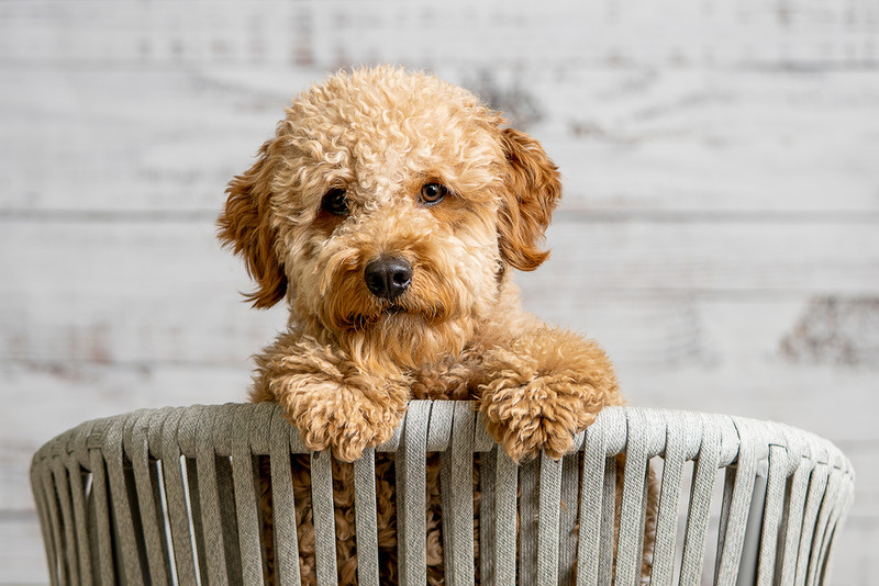 Goldendoodles the UK’s most popular dog, figures suggest