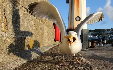 UK town 'plagued by bloodthirsty seagulls' but £20k project to stop birds halted by animal rights gr