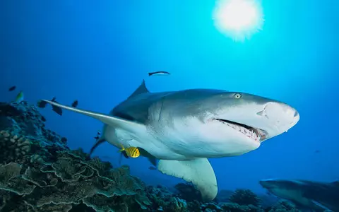 USA: A woman in critical condition after a shark attack on a beach in New York